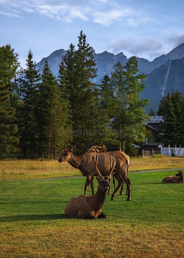 Elk In A Canmore Park