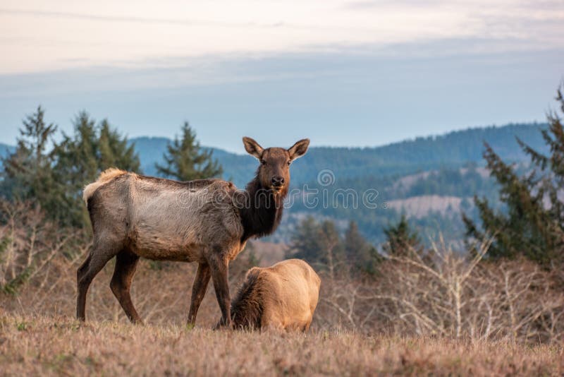 Elk On The Cascade Head Preserve On The Oregon Coast Stock Photo