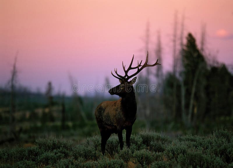 Elk (Cervus canadensis), Wyoming