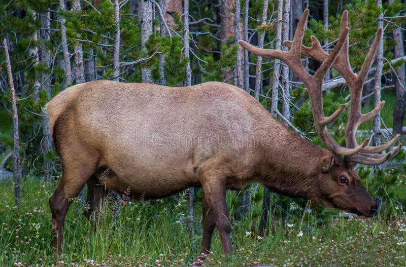 Elk (Cervus Elaphus)