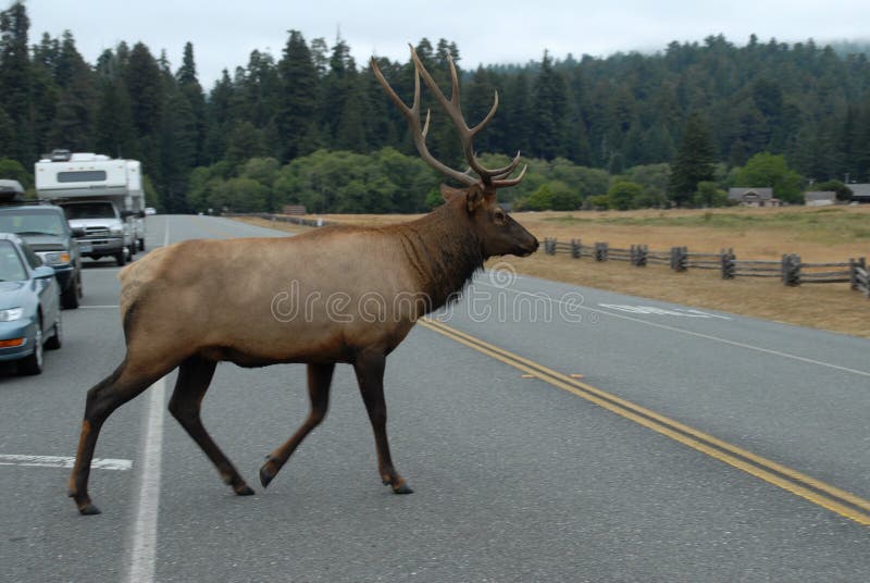 Elk crossinf the road(2)