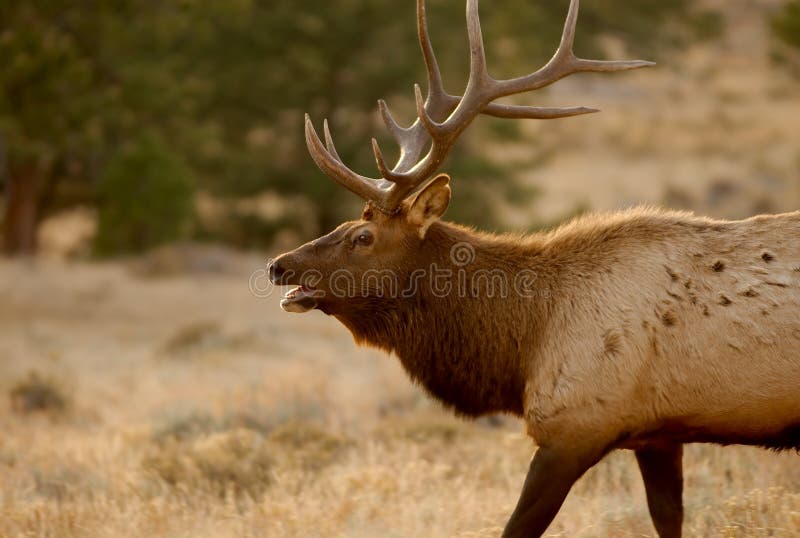 Elk crying in the wild