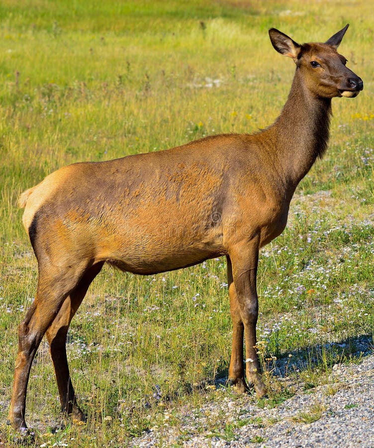 Elk deer in the field stock image. Image of sunny, field 37762911