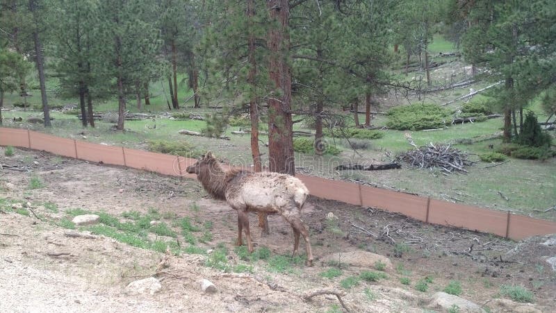 Elk in Estes Park, CO stock image. Image of estes, rocky - 79766959