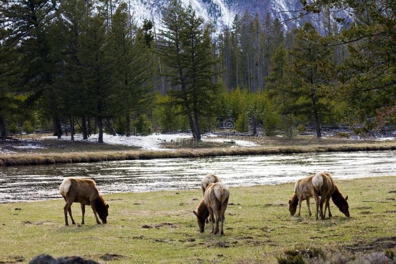 Elk Family Herd Grazing Peacefully In Yellowstone