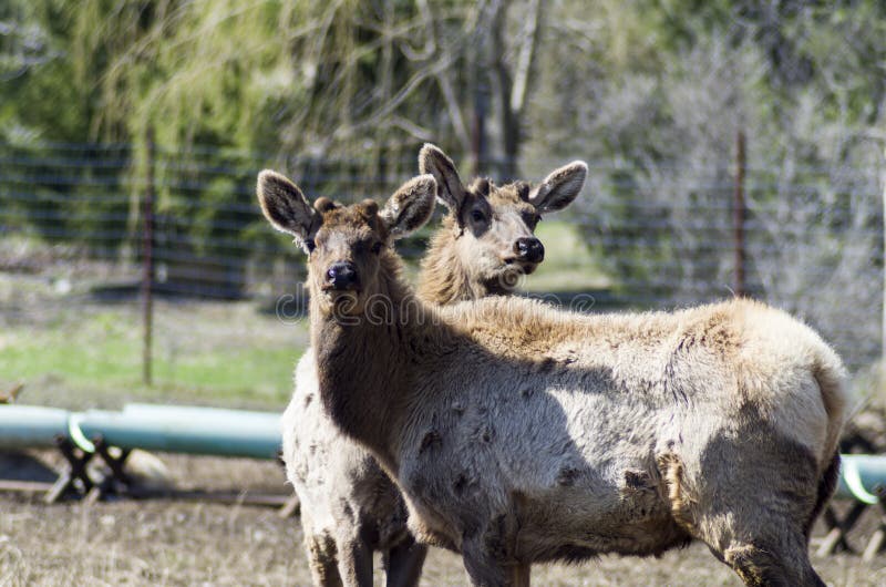 Elk Farming stock image. Image of meat, farming, native 92557635