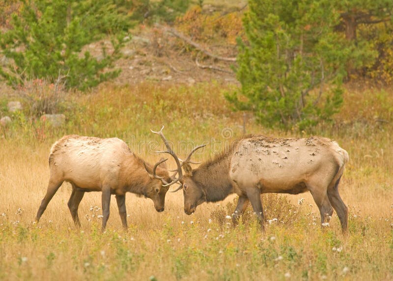 Elk Fighting stock photo. Image of fight, antler, wildlife 6713004
