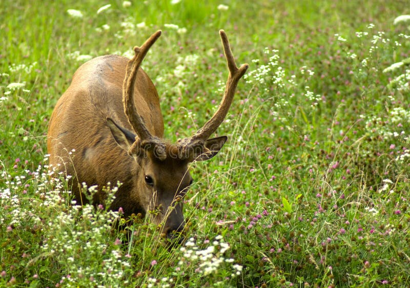 Elk in the flowers stock photo. Image of brown, graze 11039026