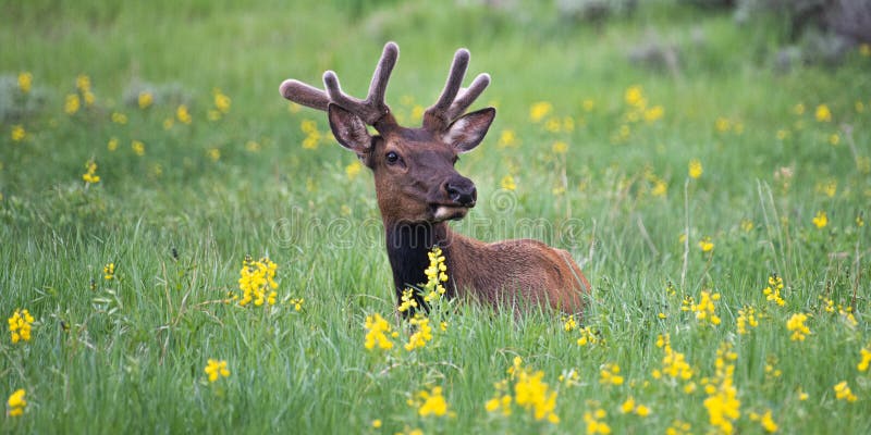 Elk in Flowers