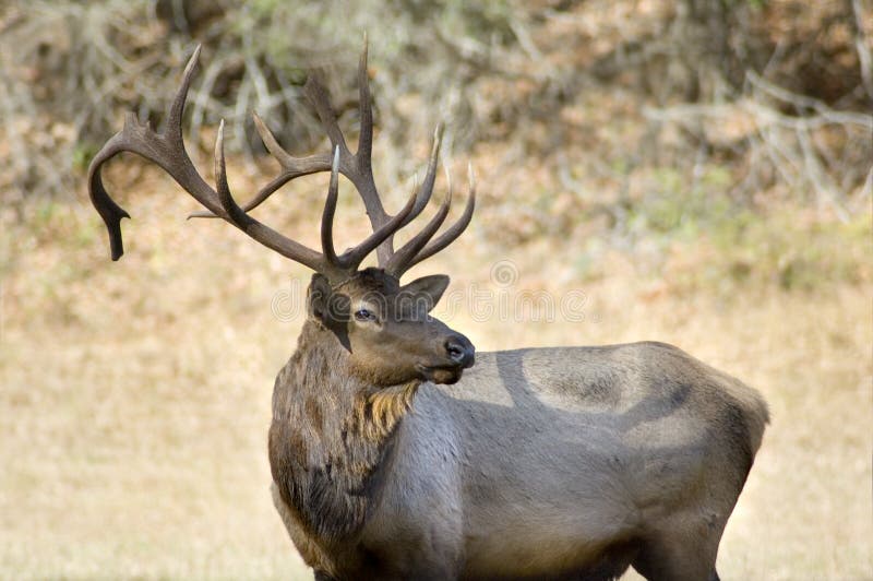Elk, Great Smoky Mountains royalty free stock images