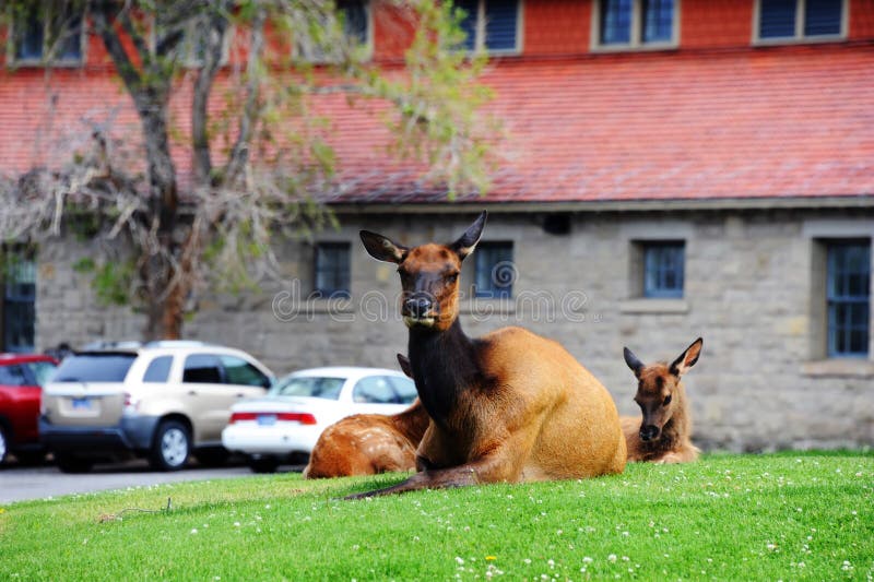 Elk Greets Visitors