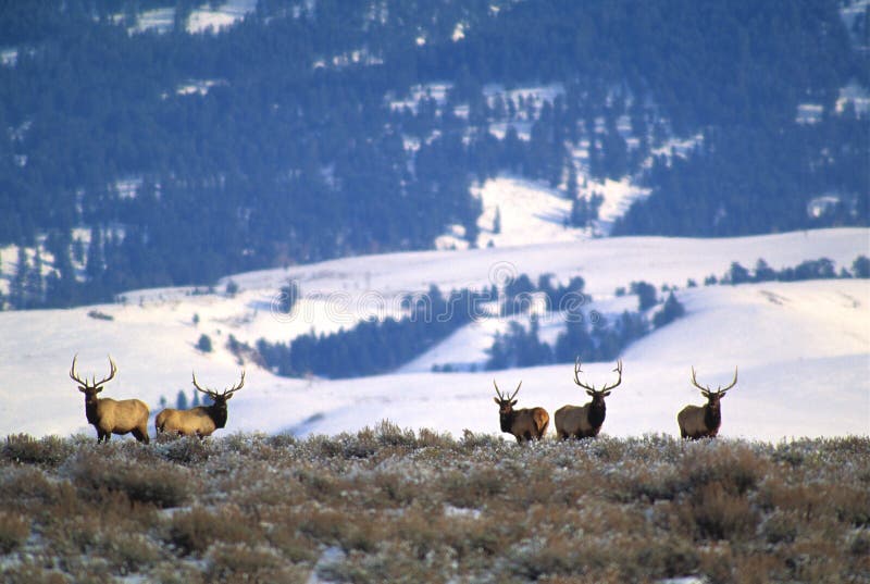 Elk Hunters Dream