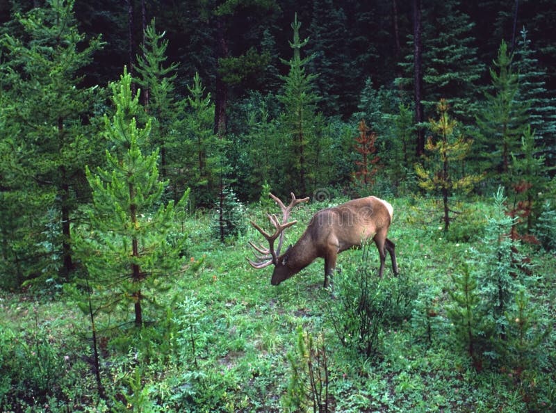 Elk, Kananaskis Country, Alberta, Canada