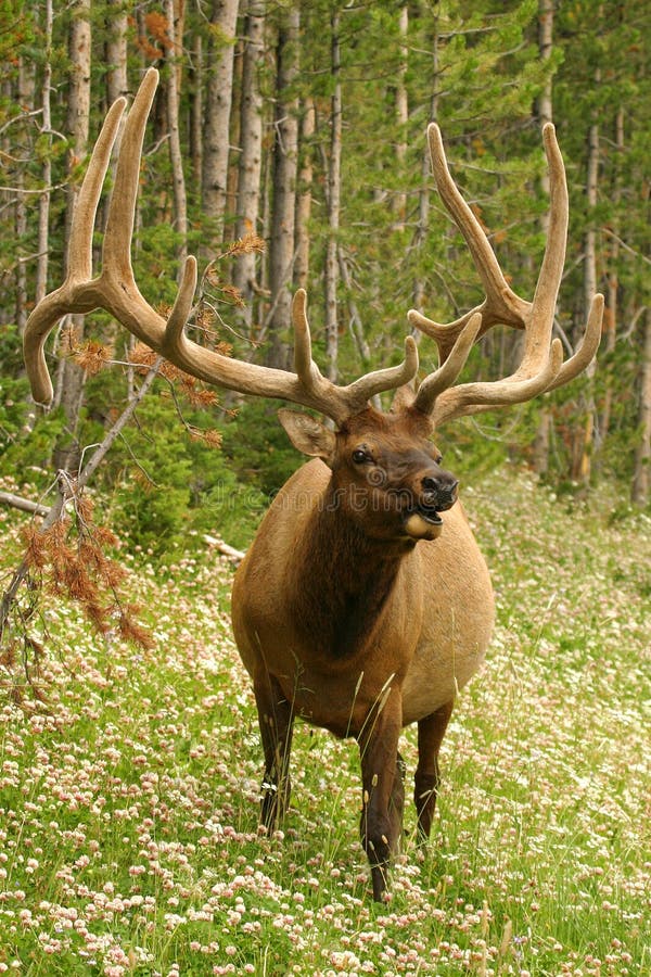 Elk male stock image. Image of deer, wildlife, hunting 1820385
