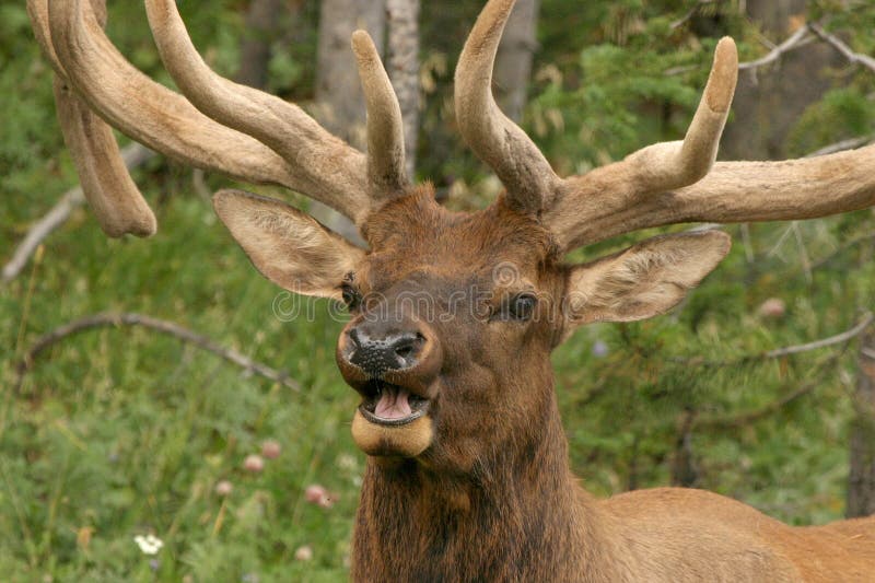 male elk pictures