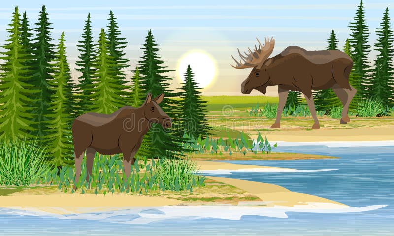 Animals Mating Stock Illustrations – 56 Animals Mating Stock Illustrations, Vectors & Clipart - Dreamstime Animals Mating Stock Illustrations – 56 Animals Mating Stock Illustrations, Vectors & Clipart - Dreamstime