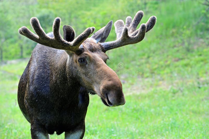 Elk