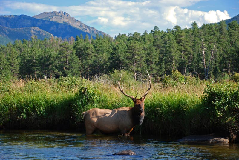 Elk in a Mountain Stream