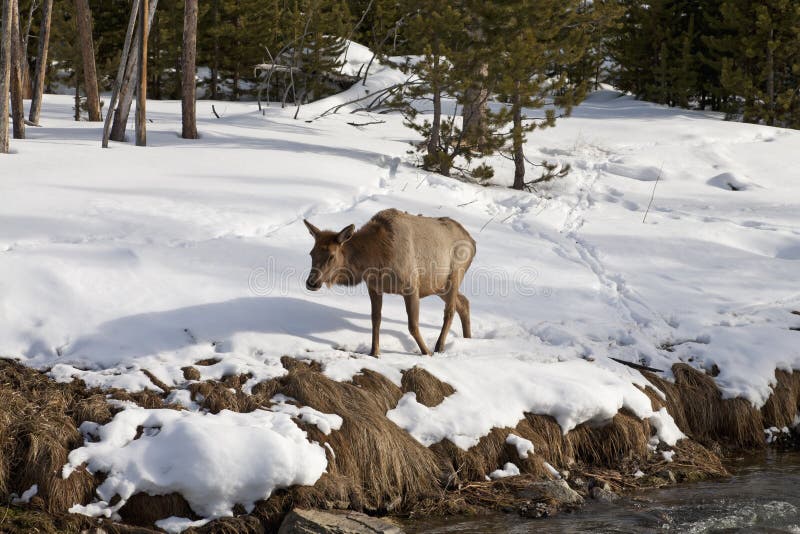 Elk near River, Winter, Yellowstone NP