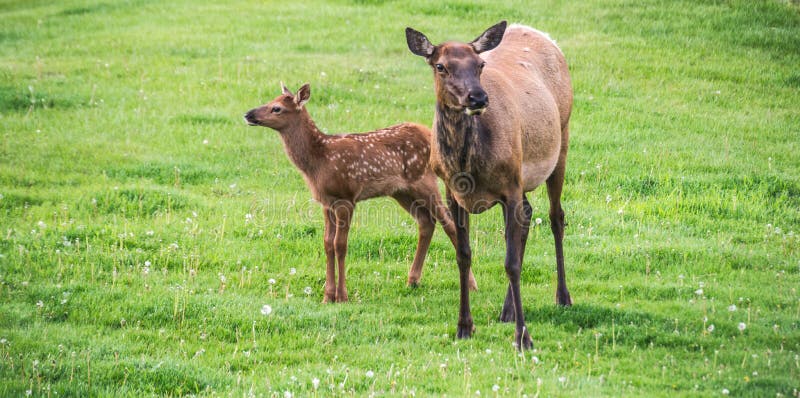Elk and Newborn Calf