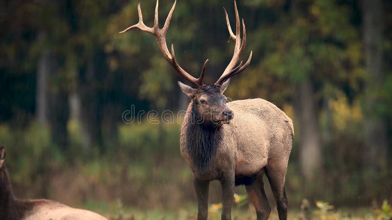 Elk Portrait in Autumn Video in 4k. An Elk Portrait in Autumn