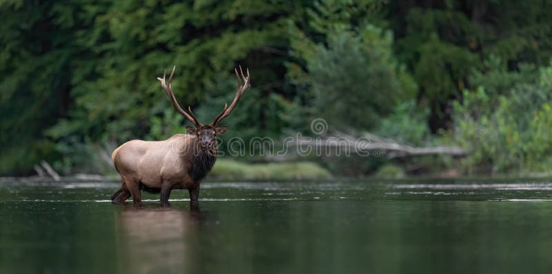 Elk during rut season