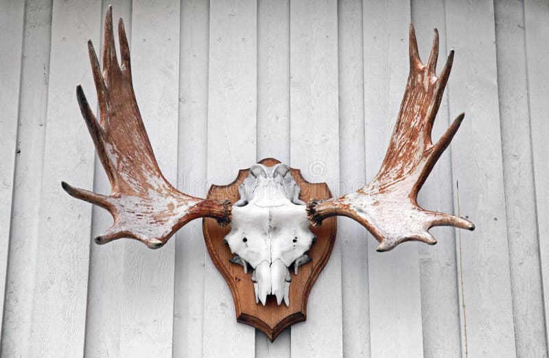 Elk scull with horns hanging on wooden wall