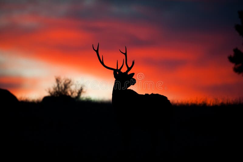 Elk Silhouette