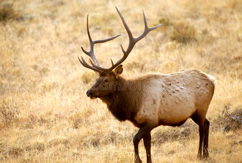 Elk walking in the wild.