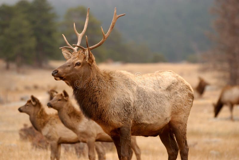 Elk walking in the wild.