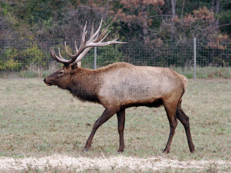 Elk wapiti bull antlers