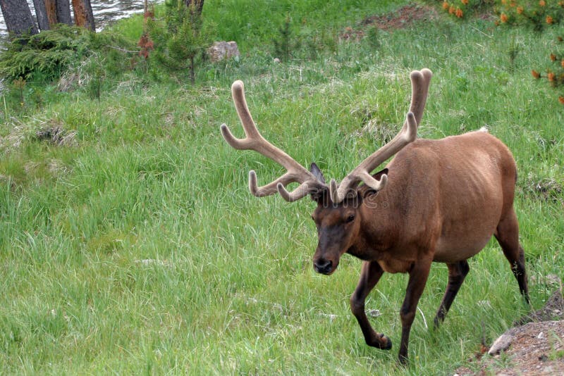 Elk (Wapiti), Cervus canadensis