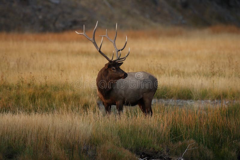 Elk &#x28;Wapiti&#x29;, Cervus elephas, Yellowstone National Park, Wyoming, USA