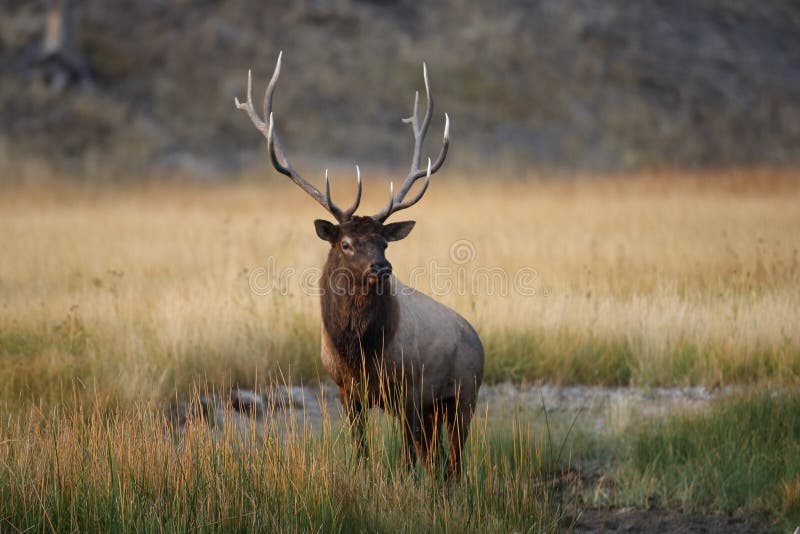 Elk &x28;Wapiti&x29;, Cervus elephas, Yellowstone National Park, Wyoming, USA