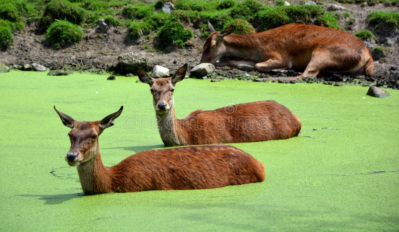 The Elk, or Wapiti is One of the Largest Species within the Deer Family, Stock Photo - Image of alberta, black: 191741670 The Elk, or Wapiti is One of the Largest Species within the Deer Family, Stock Photo - Image of alberta, black: 191741670