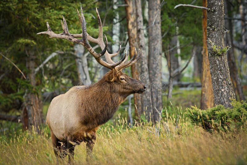 Elk wapiti in Yellowstone national park, US