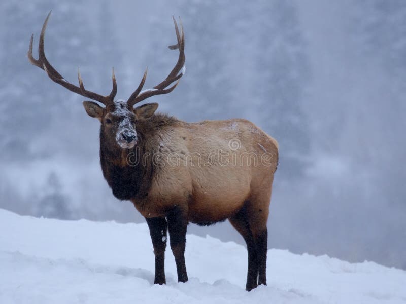 Elk In Winter