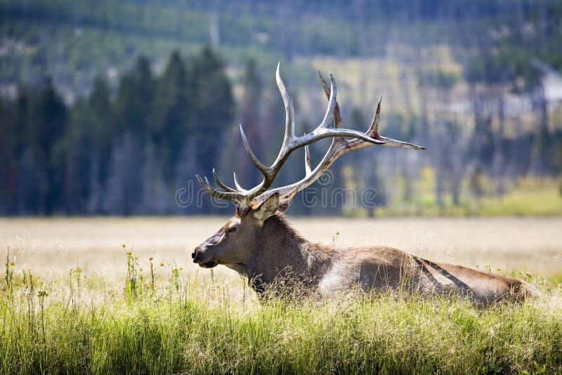 Elk in yellowstone