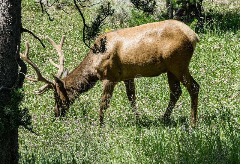 Elk in Yellowstone