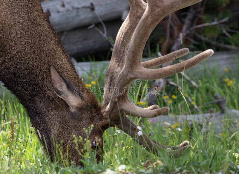 Elk in Yellowstone