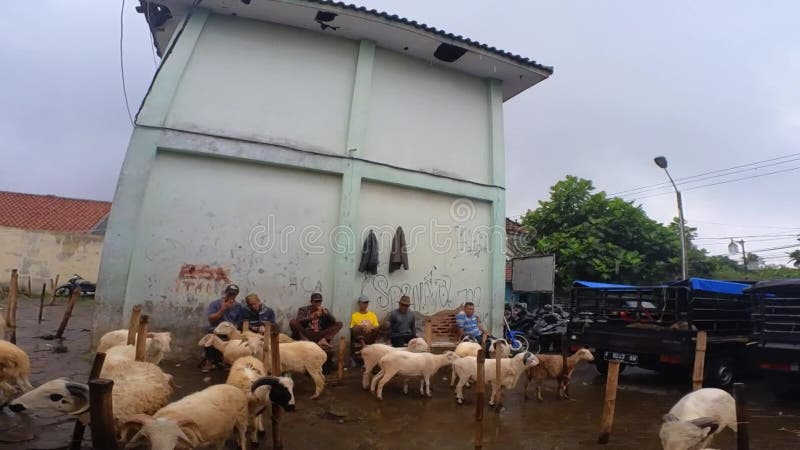 Elke maand en donderdag wordt de geitenmarkt in cianjur west java gehouden ..