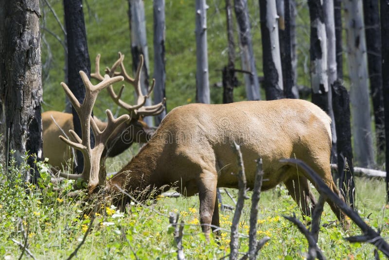 Elks grazing in a forest