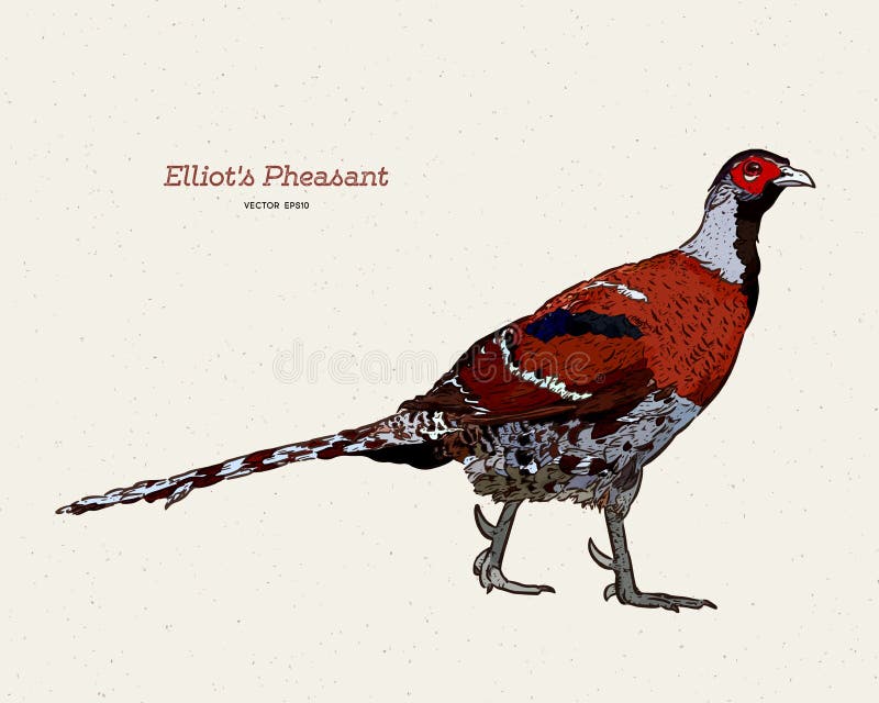 Featured image of post How To Draw A Pheasant Download in under 30 seconds