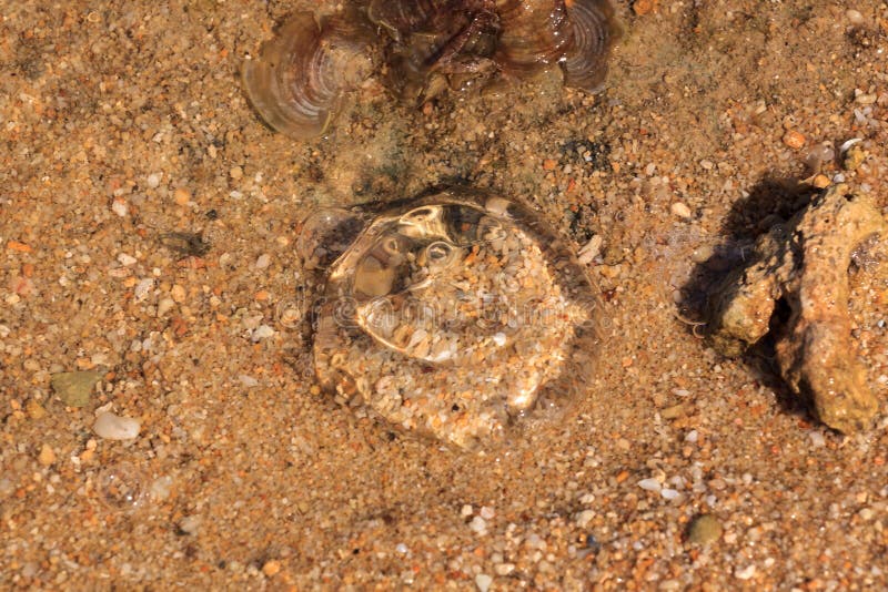 Ellyfish нашло на пляжах Karimunjawa, Ява, Индонезии стоковое фото Ellyfish нашло на пляжах Karimunjawa, Ява, Индонезии стоковое фото