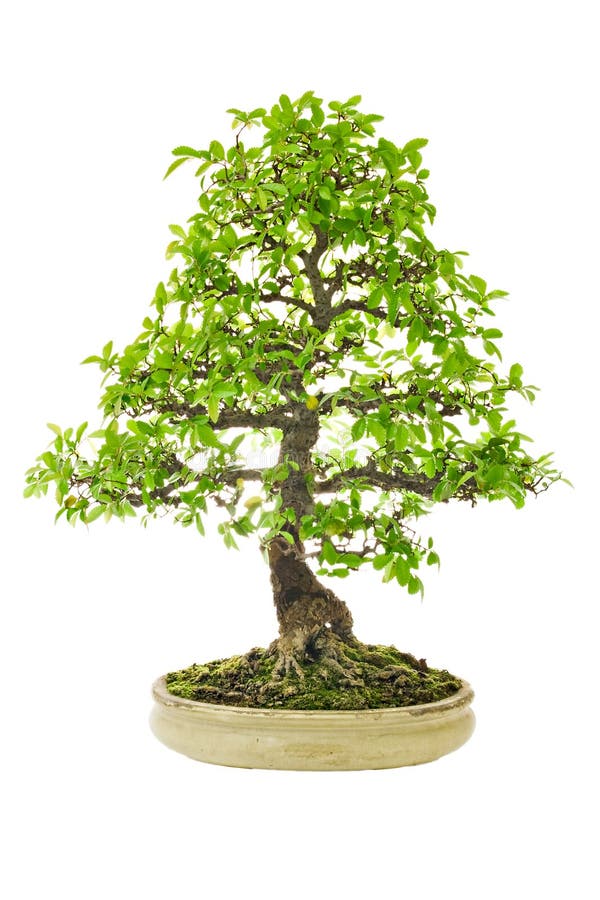 Old Temple Juniper As Bonsai Tree Stock Image Image of china, mini
