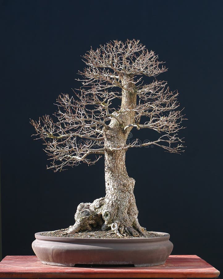 Elm bonsai in winter
