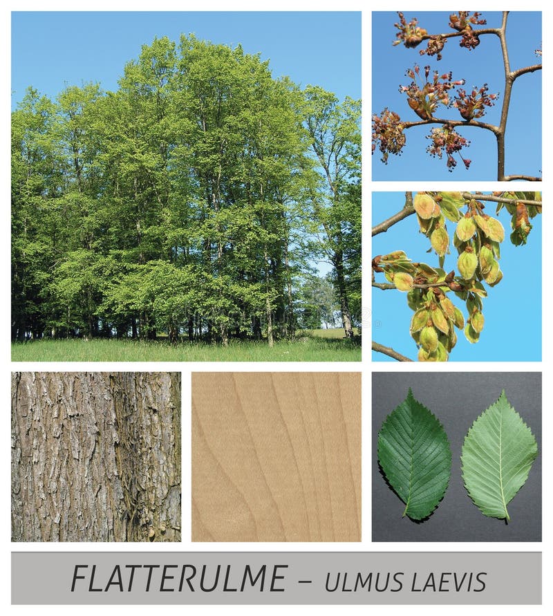 Elm, ulmus glabra, flowers, fruits, green, ripe, sky, wood, collage