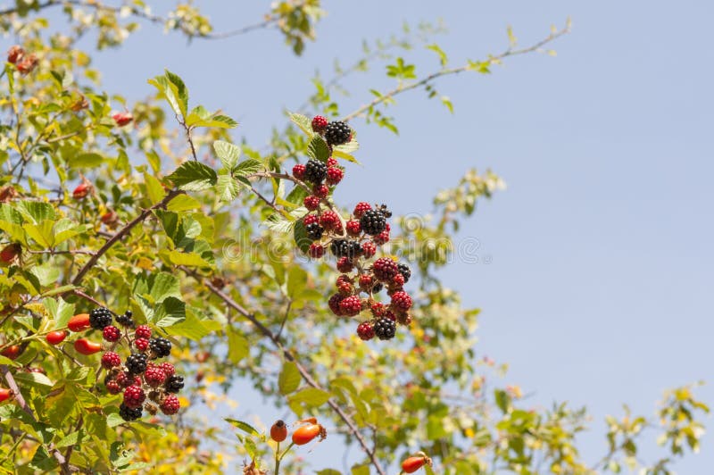 Elmleaf blackberry, Ulmus ulmifolius