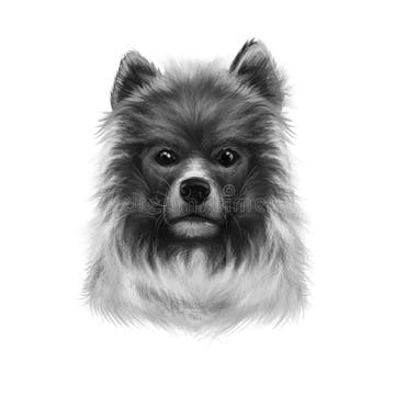 Portrait Elo Dog Stock Illustrations – 7 Portrait Elo Dog Stock ...