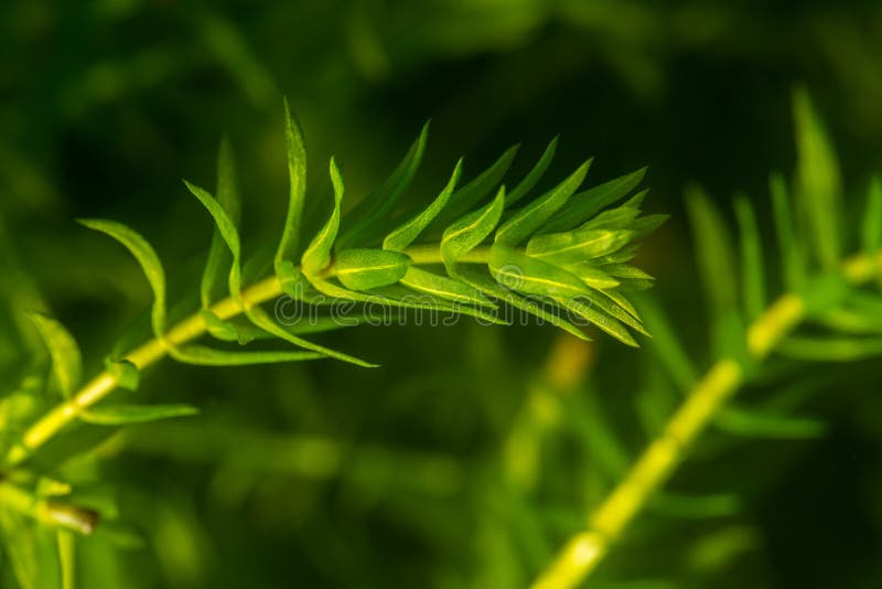 Elodea in aquarium. stock photo. Image of focus, color 120834910